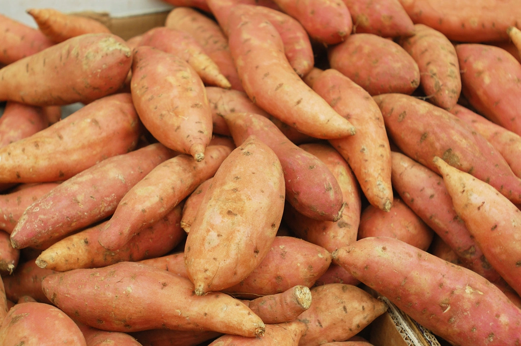 IQF Frozen Sweet Potato Stick, Frozen Sweet Potato Stripes