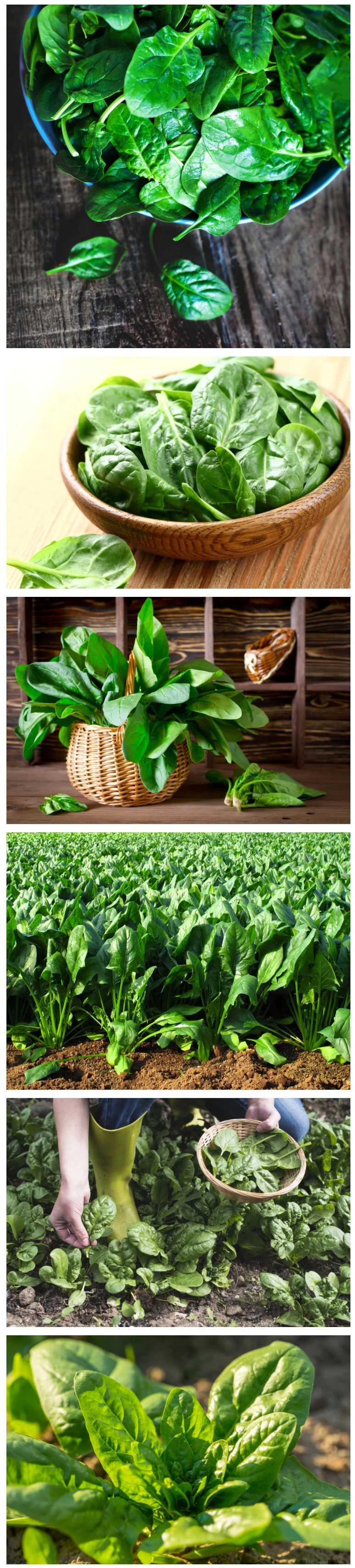 IQF Factory Price Best Grade Frozen Spinach